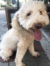 ソピ バイ インビテーション(sopi by invitation)&nbsp;Sopi GuestStyle