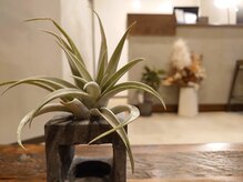 マデ(MADE)の雰囲気（ドライフラワーやエアプランツがお出迎え）