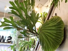 Switch 土浦【スウィッチ】の雰囲気(店内はオーナーこだわりのグリーンがいっぱい)