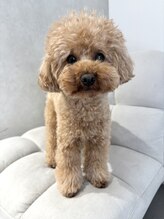 ルク(Luc.)&nbsp;Amu. 