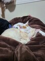 エイト 上野店(EIGHT ueno) 愛猫です。毎日睡眠妨害されていますが愛しいです。