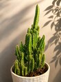 アグ ヘアー アビー古川2号店(Agu hair abbey)&nbsp;いろいろな観葉植物を育てて癒されてます
