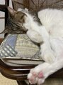 リフ(LIF by MIRROR TALK) 寝ている時は天使な愛猫です。