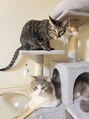 ハルール(Haru-Ru)&nbsp;愛猫2匹飼ってます♪
