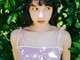 アスター(astar)の写真