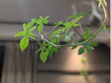 フォーエイチプラス(4H+)の雰囲気（心ほどける、緑に癒される上質空間！）
