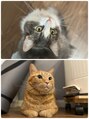 ティーダ(TEADA) にゃんずと生活してます。