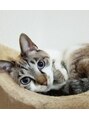カノープス(canopus)&nbsp;猫好きな方おまちしております★