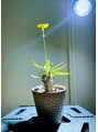 ユウズ(Yuu's)&nbsp;塊根植物を育てています。