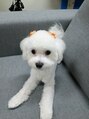 ゴカン(gokan) 愛犬のミルク8歳です。