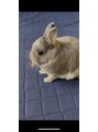 ミルック(melook) ペットのうさぎです。トイレは決まった所でするお利口さん