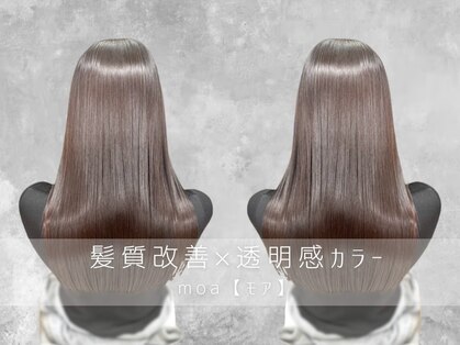 モア(moa)の写真