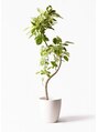 リコ(Rico) 部屋に飾ってあるフィカス・アルテシーマ♪花言葉「永遠の幸せ」