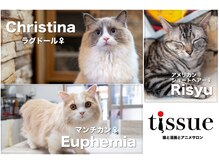ティッシュ(tissue)の雰囲気（アメショー、ラグドール、マンチカンがいます♪）