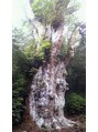 カルナヘアー(carna hair)&nbsp;毎年恒例の　屋久島一人旅　縄文杉