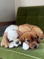 エマ(EMMA)&nbsp;看板犬エマ&エディ