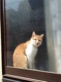 ポルトボヌール(Porte-Bonheur) 猫が大好き!すりガラス越しでも、カメラでパチリ！普通の猫が◎