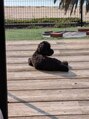 ヴィーナス 宇品店(Ve-nus)&nbsp;我が家の愛犬今年で2歳になりました！