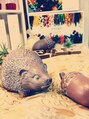 ディーエイチハルクローバー(Dh-HAL clover)&nbsp;ハリネズミちゃんです♪