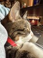 トゥ ルーチェ(tu.luce)&nbsp;実家では猫を5匹飼っています！毎日猫に癒されてます♪