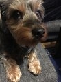 ヘアーネオフィール 元町店(hair produce NAO FIIL) 愛犬ナッシュ☆ダックス&ヨーキーMIX