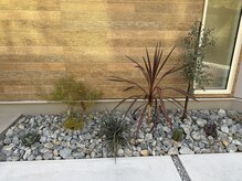 ロウェル(lowell)の雰囲気(植物)
