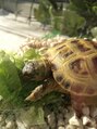 ピース(PIECE) 飼っている陸ガメの『ミケランジェロ』ですw