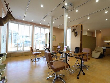 コヨーテ(coyote)の写真