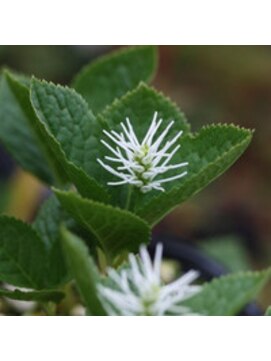 ヒトリシズカ ブログにも日常のヘアスタイルをたくさん掲載しております☆