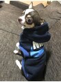 アリエッタ ヘアー カラーズ(arietta)&nbsp;愛犬チワワのマシューです♪