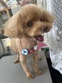 ヘアーガーデンリプレイ(Hair Garden REPLAY) もずく、トイプードル15歳のおばあちゃんワンコです