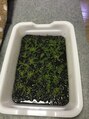 ユニティ 橋本店 水草育成中【橋本/白髪染め/白髪予防/髪質改善】