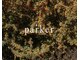 パーカー(parker)の写真
