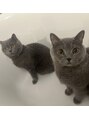 グロウ(glow) ブリティッシュショートヘアを2匹飼っています!