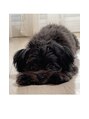 美容室レ・アール&nbsp;チワワ＆マルチーズのミックス犬のぽぽ君（男の子）