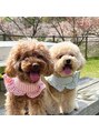 ドーチェ 池田店(DOCHE) 実家の愛犬に癒されてます(´∀｀)