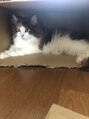 アーツ 町田(arts)&nbsp;猫様もいます！名前はふくちゃんです☆