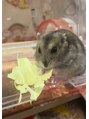 カミケンパセオ(kamiken.paseo)&nbsp;ジャンガリアンハムスターのチョコちゃんです＊[福島市/福島駅]