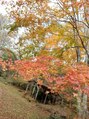 フロスト(FROST) 紅葉