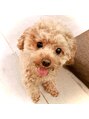 フロート ノア(FLOAT NO'A) 3歳のやんちゃなトイプードル飼ってます♪