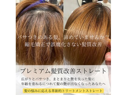 シュシュ(CHOU CHOU)の写真