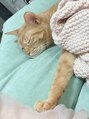 トッカ ヘアーラウンジ 日吉店(tocca)&nbsp;動物大好きです(o^^o)うちで飼っている"トワ"君です☆
