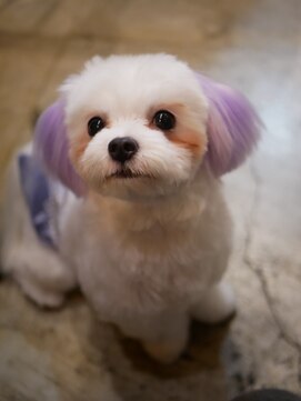 ガーフィー(garfy) カラーリングとシャンプー