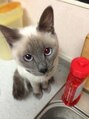 クロワ(croix)&nbsp;かわいすぎる♪愛猫☆タマ
