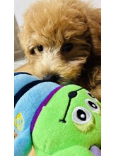 ラ コパン(La copain)&nbsp;シナモン 