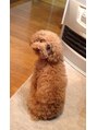 松本平太郎美容室 土浦パートワン(PART1) 愛犬のモア