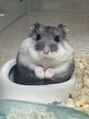 ベルフェミンキルン(Belle femin kilun)&nbsp;4匹のハムスターを飼ってます！毎日メロメロです！宮崎駅/橘通り