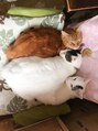 エイムコーゾー美容室(AiM KOZO) 猫が大好きです^o^実家で14匹飼ってます