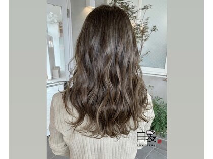 ソメタカ 合志(SOMETAKA)の写真