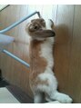 エンスー(ENTHU) 横になったら長かった。我が家のうさぎのはなちゃんです★